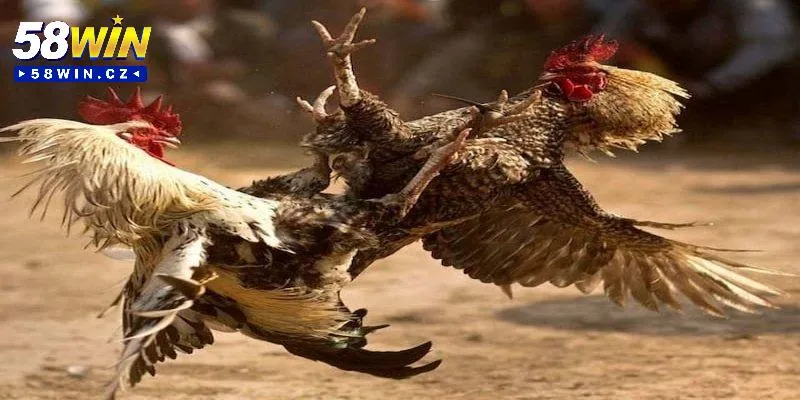Một số kèo cược đá gà phổ biến tại nhà cái hiện nay